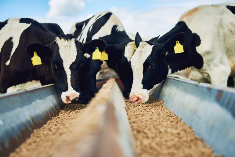 Animal nutritional additives