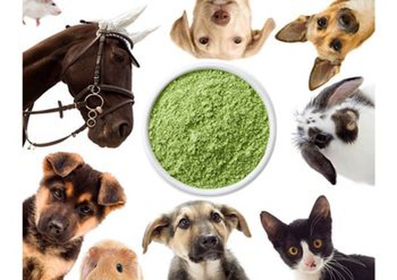 Wheat Grass Powder supplier Wheat Grass Powder supplier